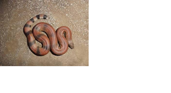 Indian Red Sand Boa